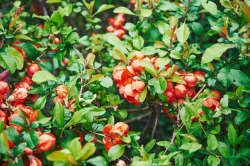 Pigwowiec pośredni, Chaenomeles ×superba © Marcin Łazarczyk