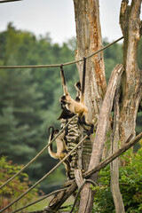 A spider monkey climbing on wooden structures and ropes, showing its agility and long tail. The moment captures natural animal behavior in an outdoor environment.  © doda