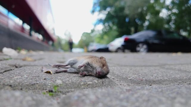 Dead mouse lying on urban pavement, two cyclists pass through blurry background