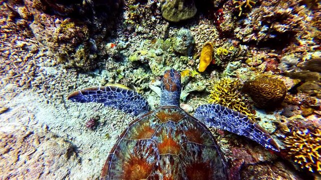 A sea turtle moves gracefully across a colorful coral reef, showcasing marine biodiversity. Ideal for nature documentaries and educational content.
