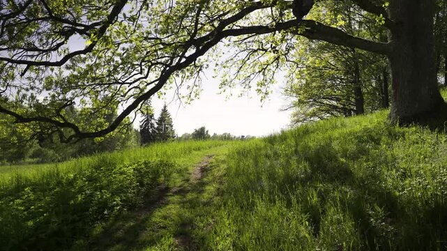 Path on green grass in the park in spring. Oak leaves hang in backlight