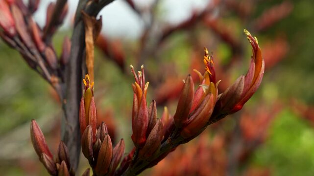 Harakeke flowers bloom in warm orange tones on native New Zealand flax, shallow focus close up shot.