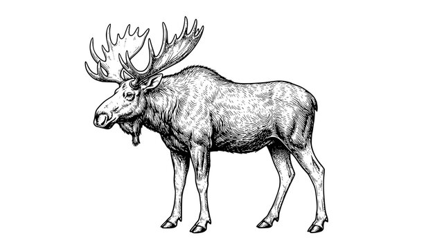 Vintage moose sketch vector isolated on white