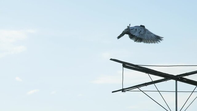 Captivating slow-motion footage showcasing a domestic roller pigeon as it prepares for takeoff, revealing detailed wing movements as it leaves its high-flyer wooden stand.
