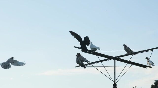 Pigeon breeding hobby-Group of roller pigeons interacting on a unique wire structure in slow-mo.
