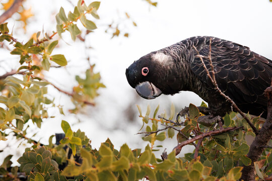 Male Carnaby's Black Cockatoo (Calyptorhynchus latirostris) feeding on a Hakea lasiantha in native bushland, Western Australia