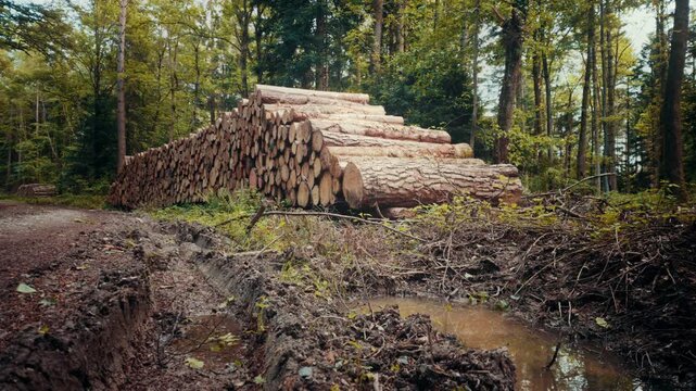 A large stack of cut timber logs piled neatly beside a dirt forest road, surrounded by green trees and ferns, depicting forestry and logging industry operations.