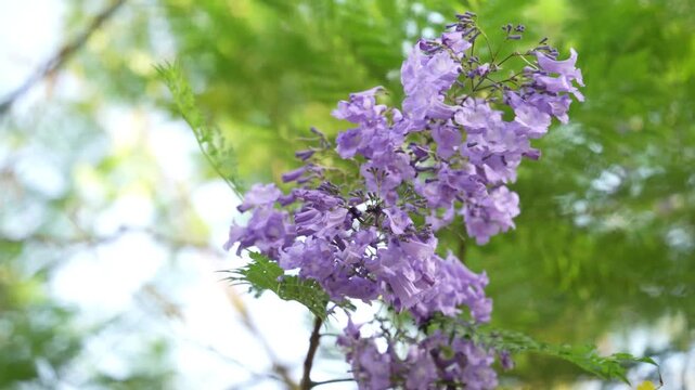 Close up of Purple Flowers Of Jacaranda Tree On A Windy Day.