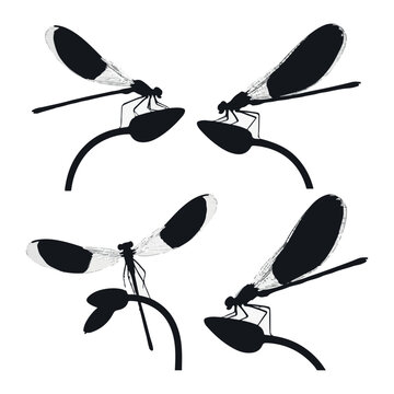 Four Silhouettes of Damselflies on Stems Isolated on White damselfly insect