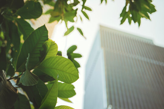 Green leaves of a tree with a blurred modern skyscraper building in the background, concept of green city, sustainable architecture, environmental conservation in urban areas, Eco-friendly office