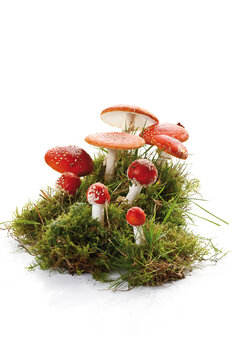 Fly agaric mushrooms (Amanita muscaria) in patch of moss