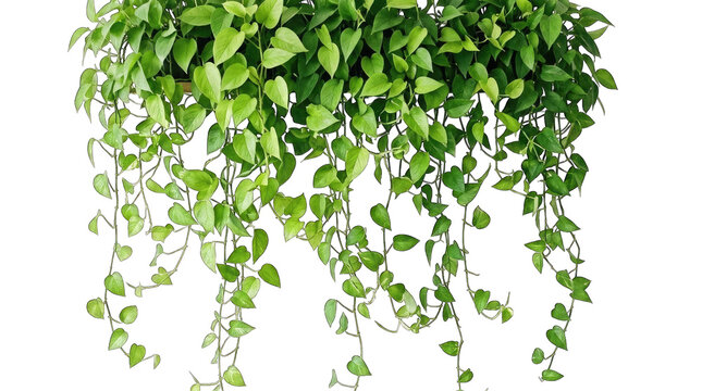 Cascading heartleaf philodendron vines isolated on transparent background