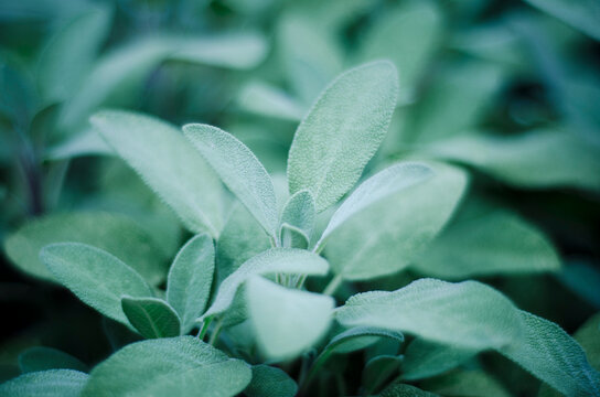 Sage, Salvia officinalis, in garden, close-up