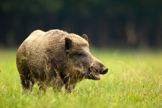 Wild boar (Sus scorfa) in grass