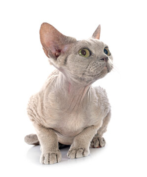 devon rex