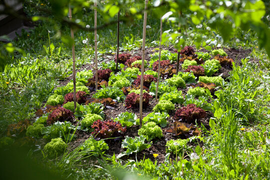 Organic garden