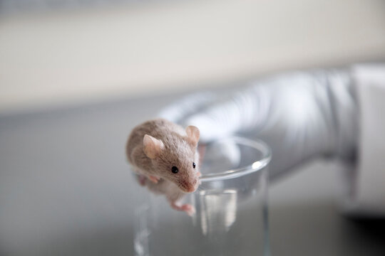 Germany, Research laboratory, Mouse climbing out of laboratory glass