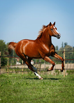Germany, Baden Wuerttemberg, Constance, View of Trakehner mare gallopping in meadow