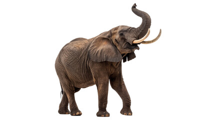 Large wild African elephant walking safari mammal animal on transparent background © Boris