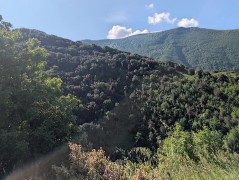 Montagne verdi ricoperte da vegetazione fitta, con arbusti illuminati in primo piano e cielo limpido con leggere nuvole. Atmosfera naturale, luminosa e rilassante