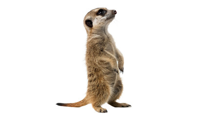Small wild meerkat animal standing alert looking sideways profile isolated on transparent background cut out © 1png-stock