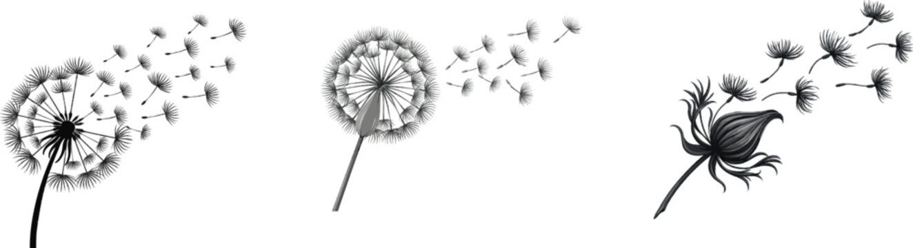 A minimalist modern botanical silhouette of a milkweed pod bursting with silky floss seeds against a solid white background, featuring clean sharp edges and high-contrast vector design elements