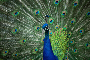 Obraz premium Peacock with blue and green feathers displaying a fully spread tail and looking at the camera.