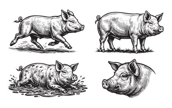 Set of 4 black and white pig vector illustrations. Features running, standing, mud-bathing, and portrait poses in a vintage engraved style.