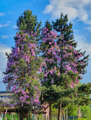 Obraz premium VERTICAL: Beautiful violet blooming coniferous trees ornate an empty street