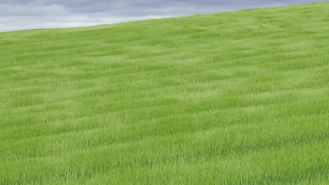 Fresh green wheat field moving gently in the wind under cloudy sky. Natural agricultural landscape with soft flowing texture and seasonal countryside atmosphere.