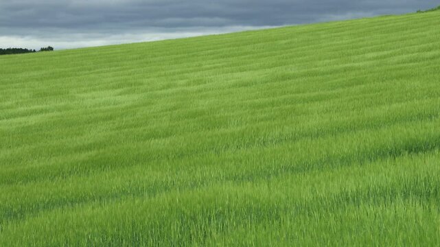 Close-up view of soft wind patterns moving across a green wheat field. Abstract agricultural texture and calm natural countryside scenery.