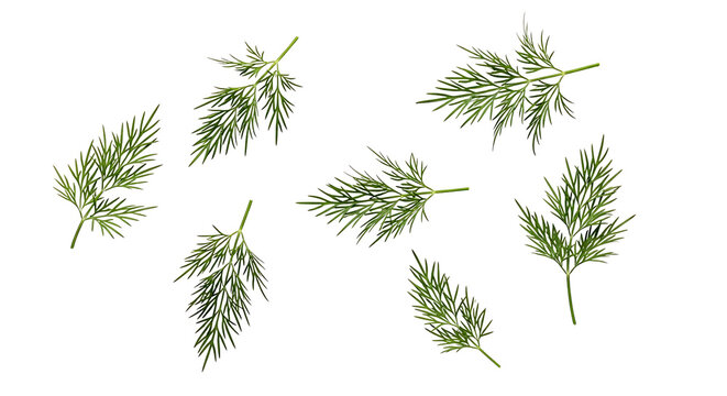 A collection of fresh green dill sprigs arranged on a white background.