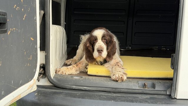 Front view of a tired English Springer Spaniel lying in a van trunk on a yellow foam pad. The hunting dog looks directly at the camera with sad eyes and a dirty muddy nose.