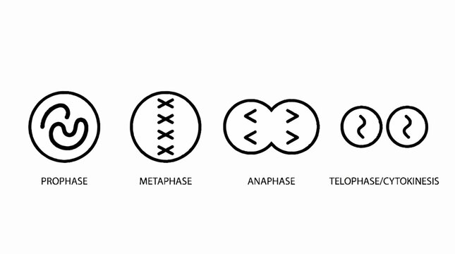 Cell Division Stages: Mitosis, Meiosis, Prophase, Metaphase, Anaphase, Telophase