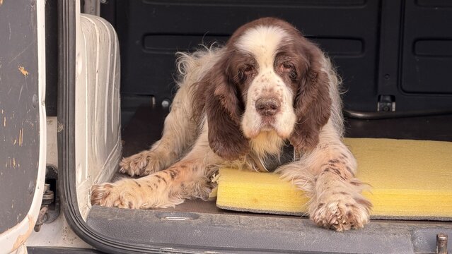 Detailed close-up of a resting English Springer Spaniel in a van trunk. The tired dog with a muddy nose and sad expression lies on a yellow cushion, looking at the lens.