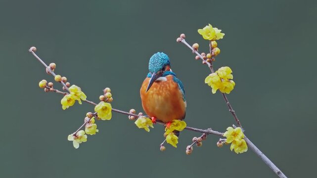 Close-up of a beautiful Common Kingfisher (Alcedo atthis) with vibrant blue and orange plumage perched on a branch with yellow spring blossoms, looking down intently.