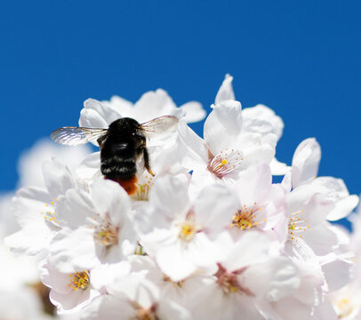 Close-up rear view of a bumble bee pollinating white flower blossoms in springtime, Lithuania