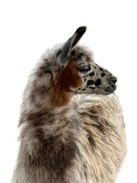 Close-up portrait of a speckled llama (Llama glama) in front of a white background looking sideways