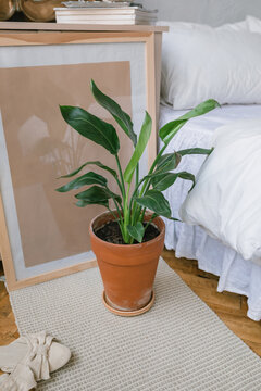 Close-up of a Strelitzia plant on the floor by a double bed and empty picture frame in a bedroom
