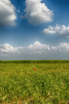 Single red poppy growing in a wheat field on a spring day, San Giuliano Vecchio, Piedmont, Italy