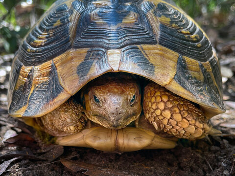 Close-up of a Hermann's tortoise (Testudo Hermanni) in a forest, Lazio, Italy