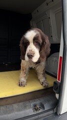Portrait of an English Springer Spaniel inside a white van trunk. The pet stands on a yellow foam pad, looking straight ahead with a tired expression and a sandy nose after a long walk. © AndreyZayats