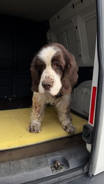 Portrait of an English Springer Spaniel inside a white van trunk. The pet stands on a yellow foam pad, looking straight ahead with a tired expression and a sandy nose after a long walk.