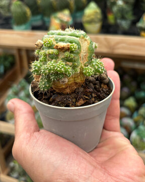 Close-up of a man's hand holding a small Notocactus cactus