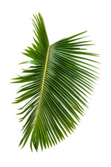 Obraz premium Green palm leaf isolated on white