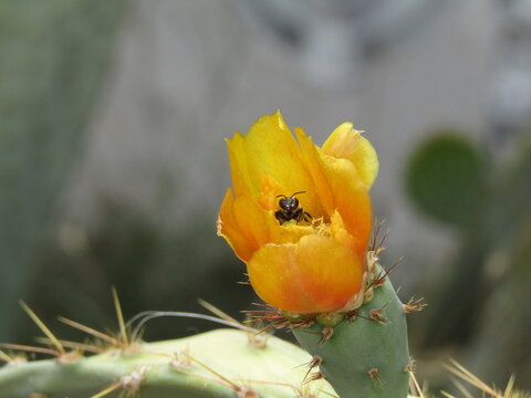 Bee inside the yellow cactus flower