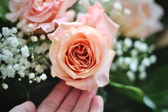 Close-up of a hand touching a peach coloured rose in a bouquet with baby's breath