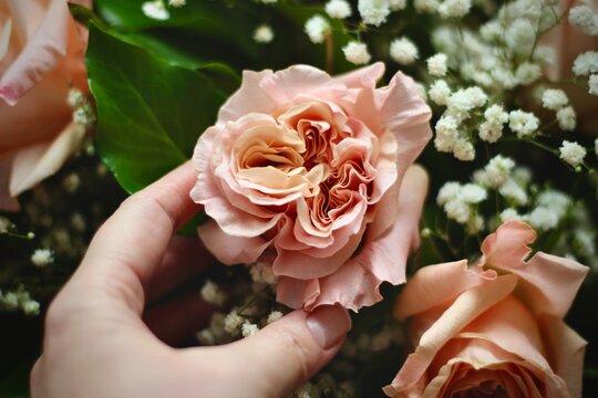 Close-up of a hand reaching for a peach coloured rose in a bouquet with baby's breath