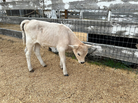 Close-up Side view of a young white calf standing in a barn