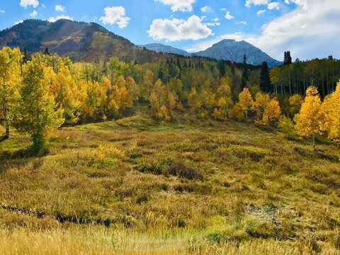 Autumnal Forest landscape in an alpine landscape, Central Wasatch Range, American Fork Canyon, Utah, USA
